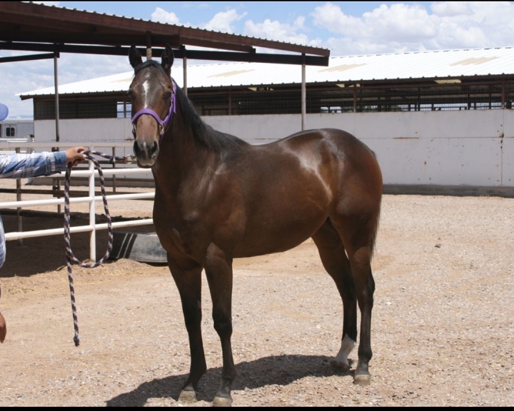 quarter horses for sale in new mexico