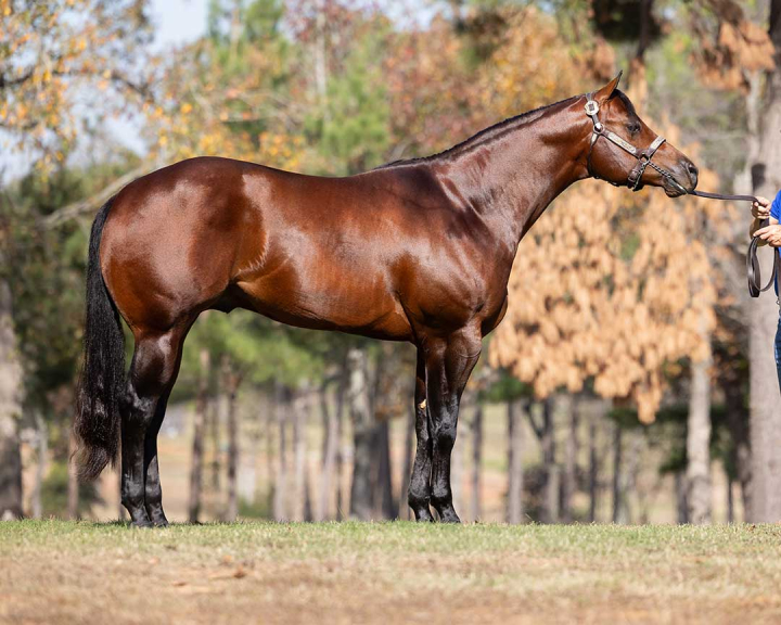 Online Auction Services | Professional and Sport Horse Auctions