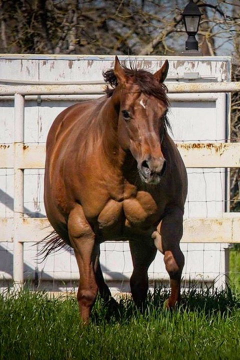 halter horse on steroids